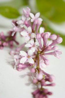 Flowers Lilac Royalty Free Stock Photo