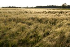 Green Wheat Field Royalty Free Stock Images Green Wheat Field Royalty Free Stock Images