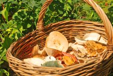 Various Summer Mushrooms In A Basket Royalty Free Stock Photography Various Summer Mushrooms In A Basket Royalty Free Stock Photography