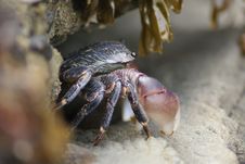 Tiny Crab Emerging From Rocks Stock Photos