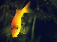 Gold Fish Royalty Free Stock Image Gold Fish Royalty Free Stock Image