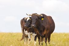 Cows On Pasture Stock Images