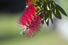 Red Flame Flower Royalty Free Stock Images Red Flame Flower Royalty Free Stock Images