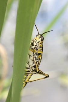 Eastern Lubber Grasshopper (Romalea Microptera) Royalty Free Stock Photos