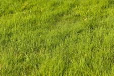 Green Grass On The Summer Meadow Stock Photos Green Grass On The Summer Meadow Stock Photos