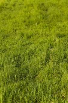 Green Grass On The Summer Meadow Stock Photo Green Grass On The Summer Meadow Stock Photo