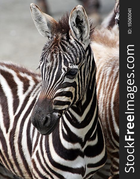 Detail of the young zebra's head