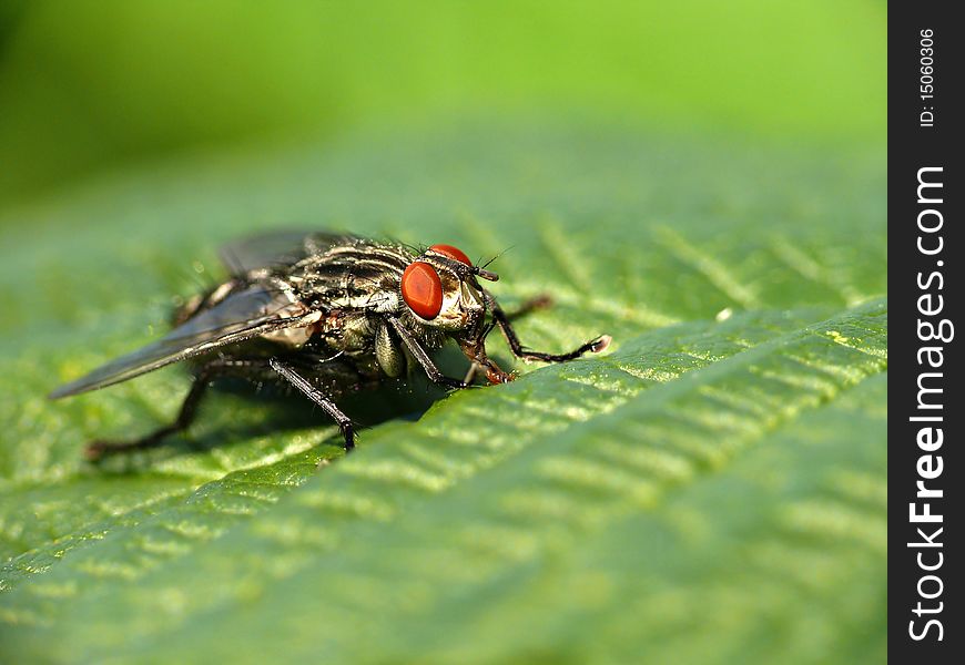 Big fly on green leaf close-up. Big fly on green leaf close-up