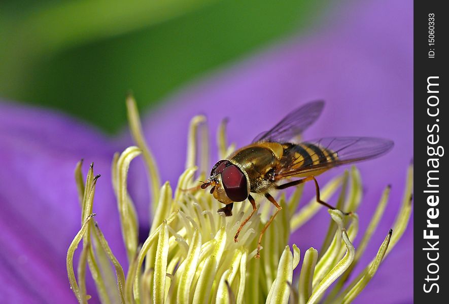 Wasp on  flower