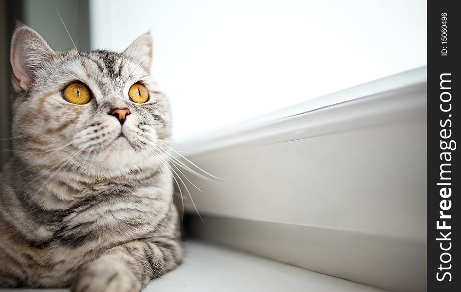 Close-up of a beautiful cat