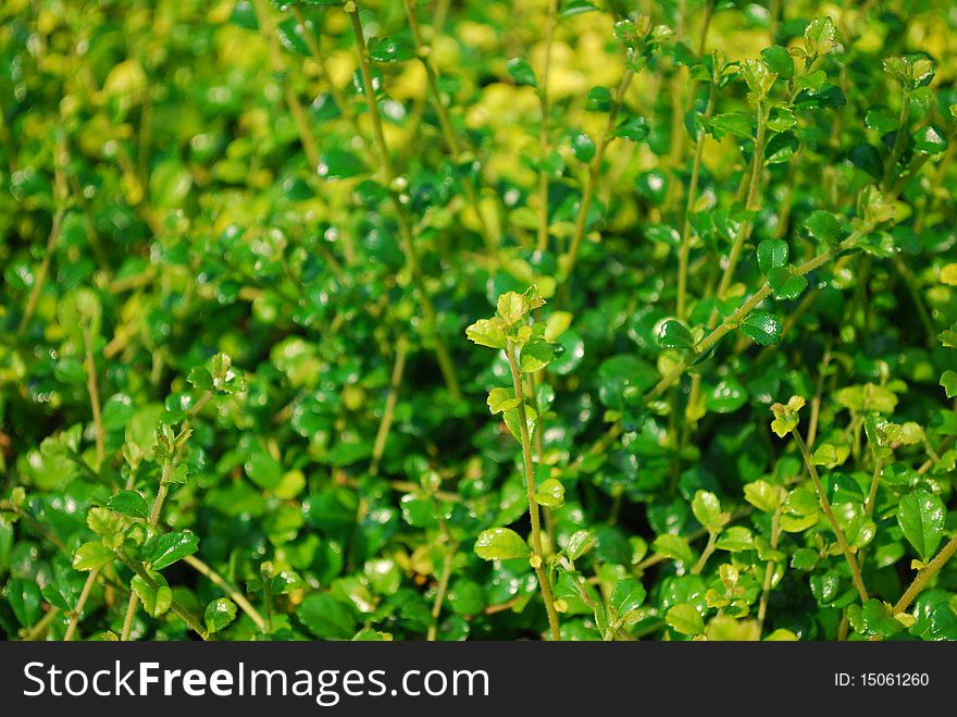 Lingt on the Ornamental plants