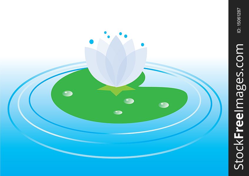A lily flower on the water