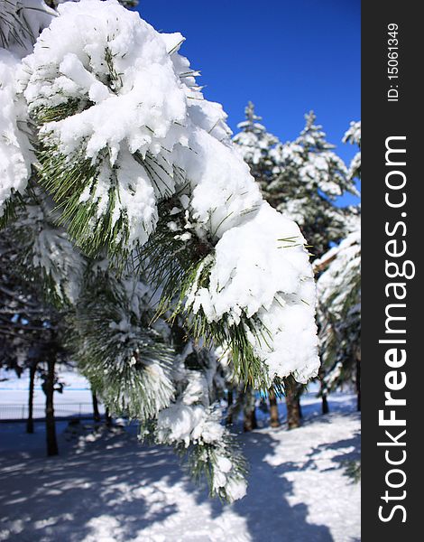Fir-tree branch covered with snow. Fir-tree branch covered with snow