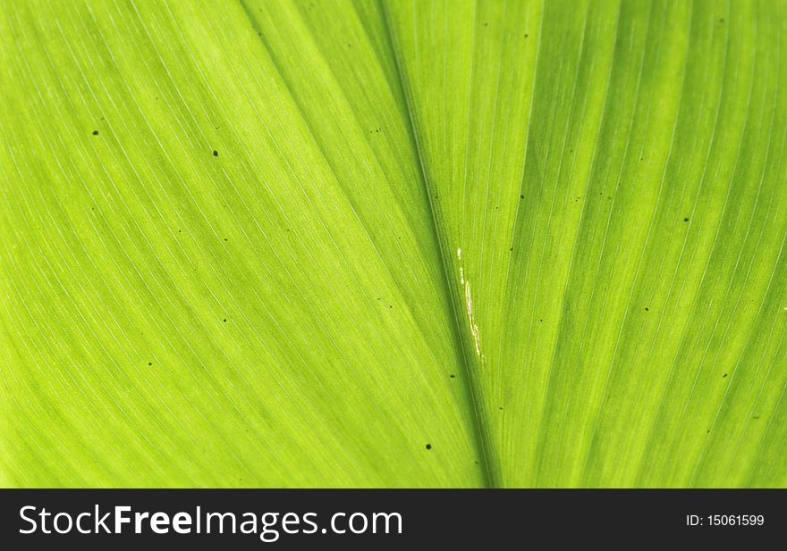 Textures of green leaves. It can use for background windows.