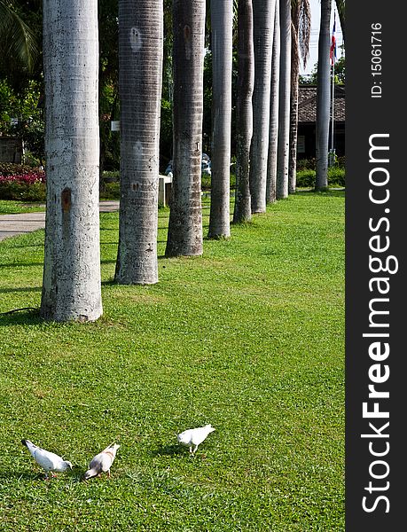 Image of a park in chiang mai city. Image of a park in chiang mai city