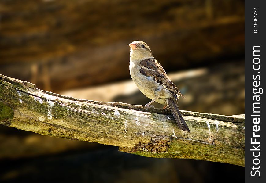 A little bird standing on a branch of a tree