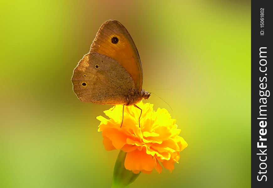 Butterfly Meadow Brown Maniola Telmessia