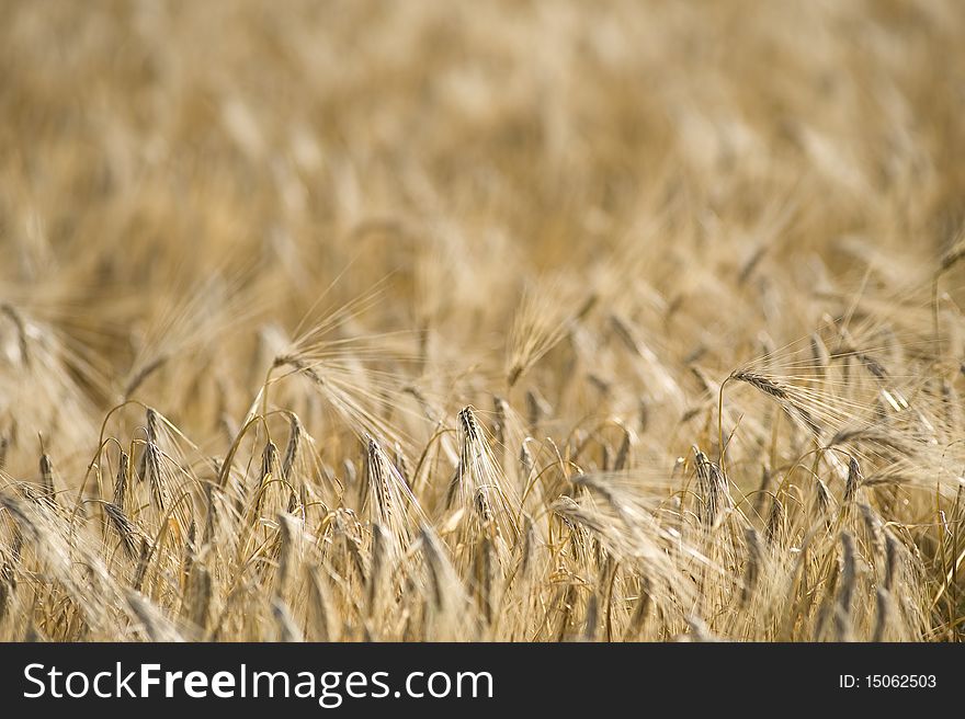 Yellow grain ready for harvest. Yellow grain ready for harvest