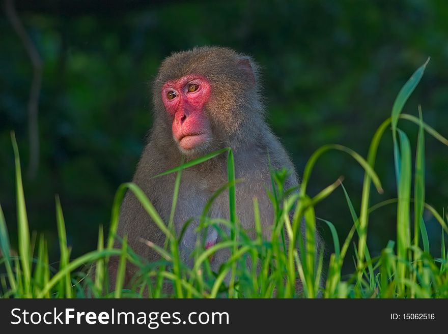 Female Japanese Macaque Sitting In Long Grass