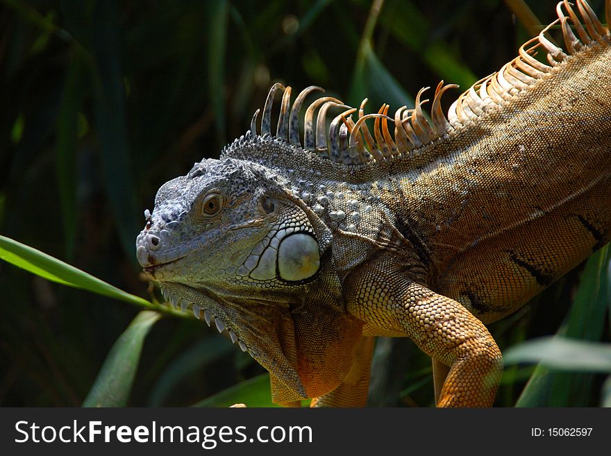 Splendid example of colored iguana between plants