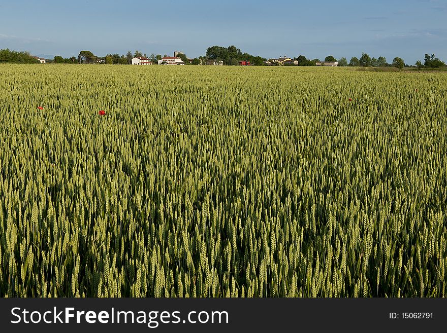 Green rye field against blue sky