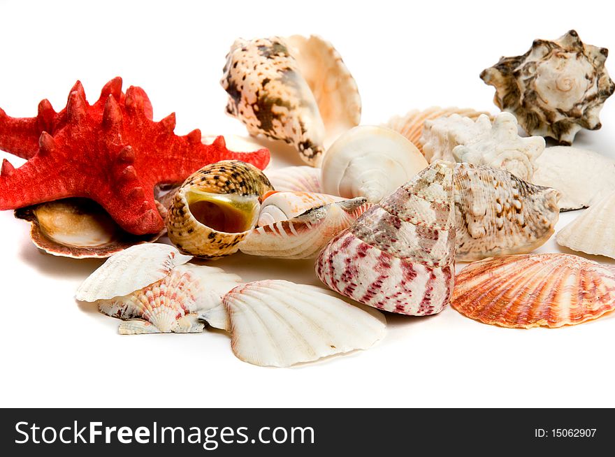 Close up a lot of seashells