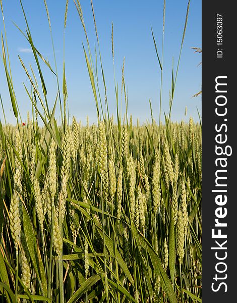 Close-up of a green rye field