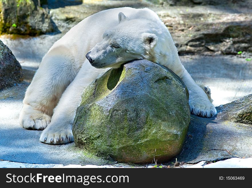 A large, Adult, Sleeping Polar Bear at a Zoo