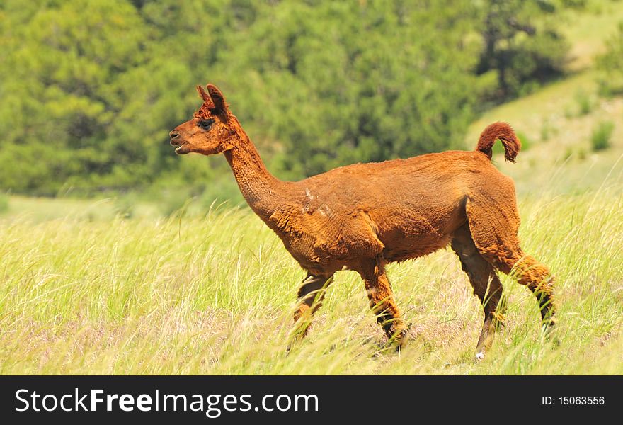 Llama walking in tall grass with trees in background. Llama walking in tall grass with trees in background