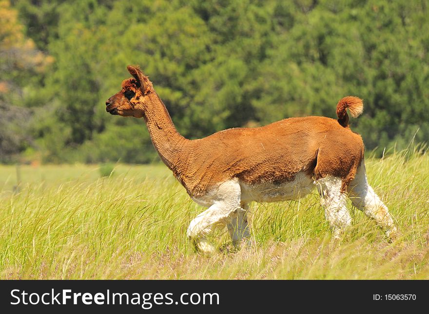 Llama walking in tall grass with trees in background. Llama walking in tall grass with trees in background