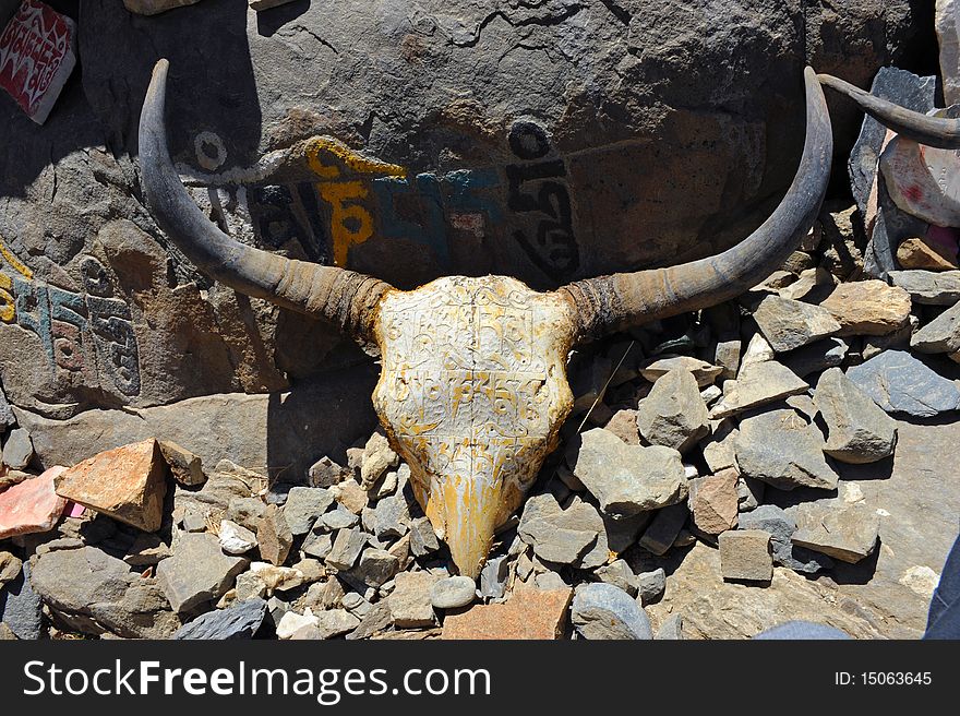 Holy yak skull