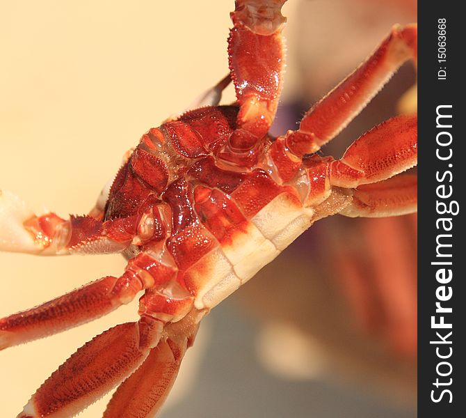 Portrait of a crab hanging over sand and turned by a paunch to the looking. Portrait of a crab hanging over sand and turned by a paunch to the looking.