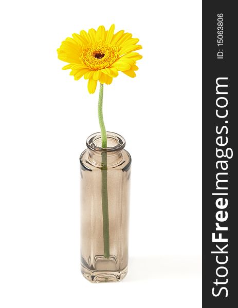 Flower in small bowl isolated on white background