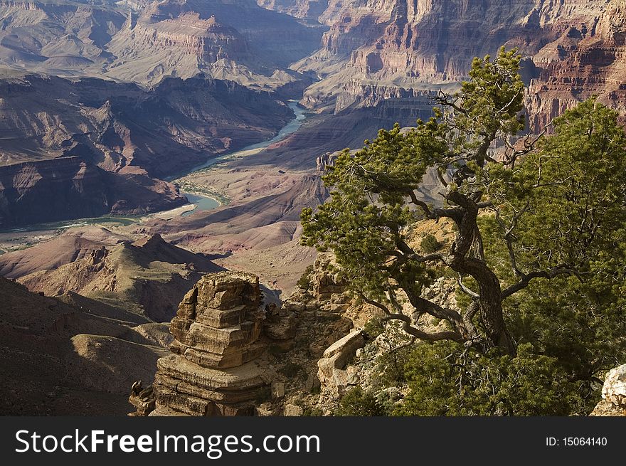 A tree on the edge of the Grand Canyon. A tree on the edge of the Grand Canyon.