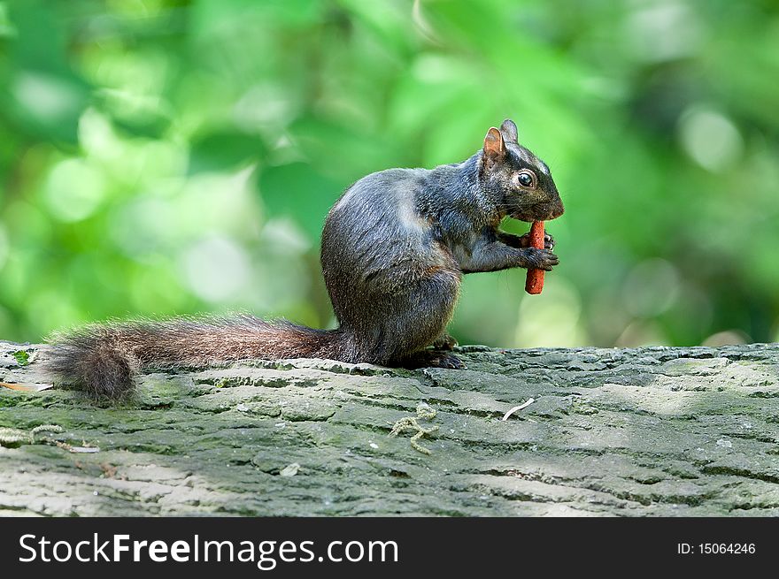 Squirrel Eats a Snack on a Fallen Tree