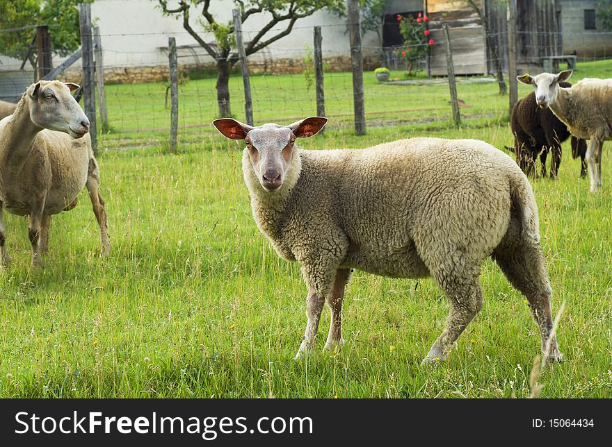 Flock of sheep on a field