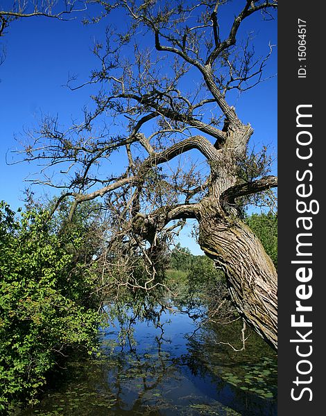 The old tree above the river
