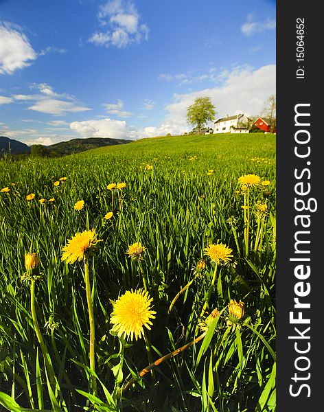 A tuft of yellow hilly flowers on the hill grass and the blue sky far away