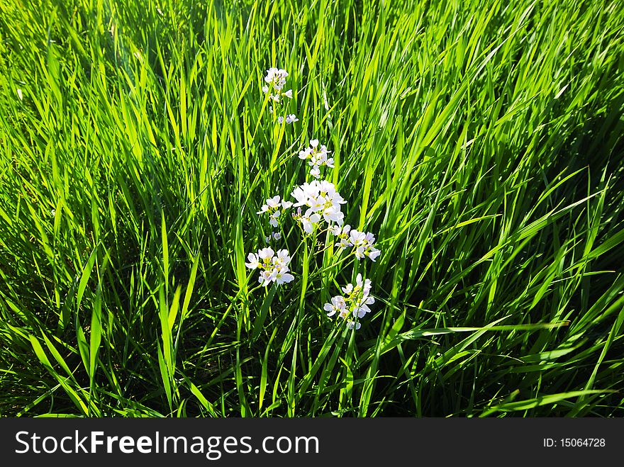 A tuft of white flowers surrounded by endless grass. A tuft of white flowers surrounded by endless grass