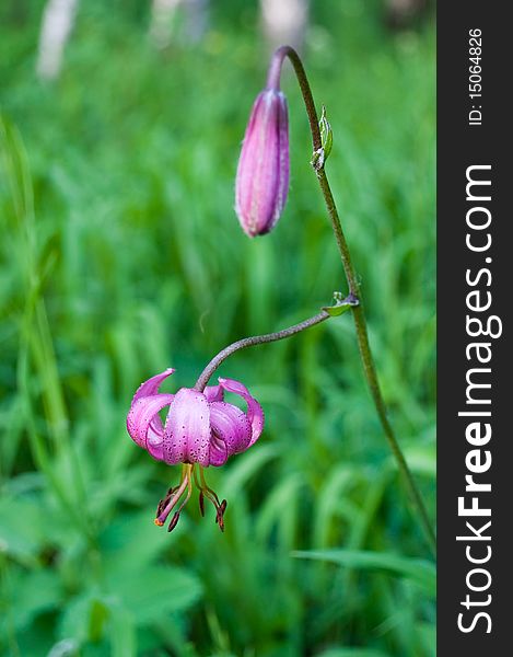 Rose lily on timber glade