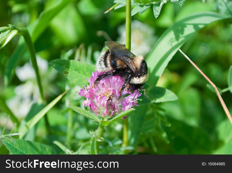 Bumblebee on flower of the dutch clover. Bumblebee on flower of the dutch clover