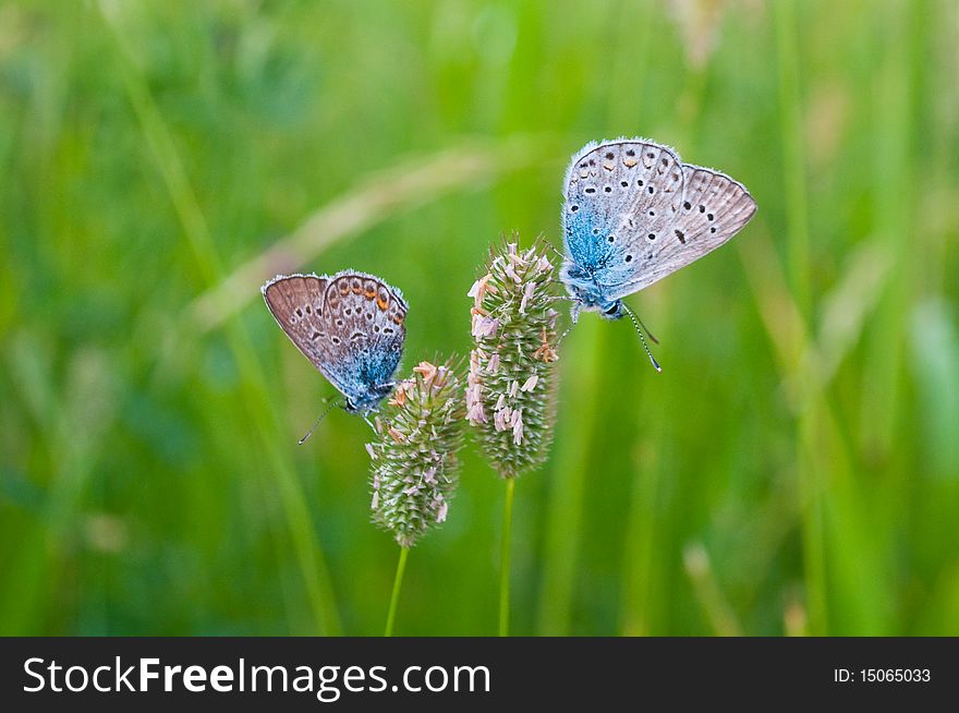 Two blue butterflies on herb
