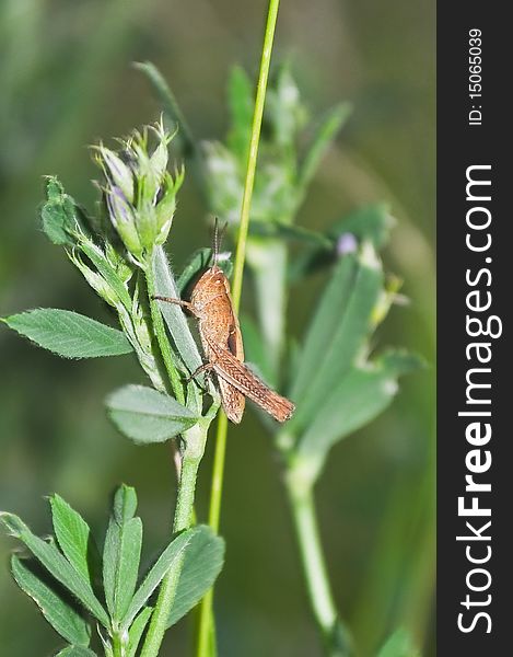 Redhead grasshopper on green herb