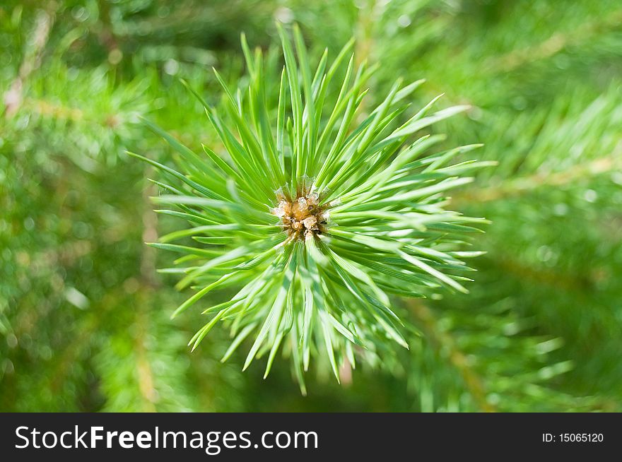 Branch Of The Pine