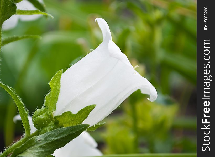 White Campanula Flower