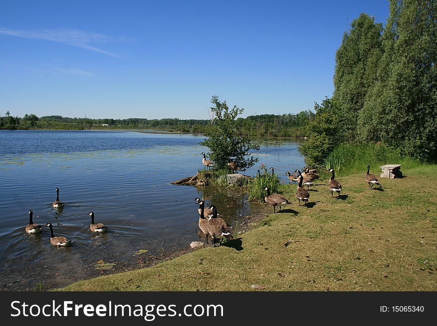 Wild grey geese on the beach of the lake. Wild grey geese on the beach of the lake