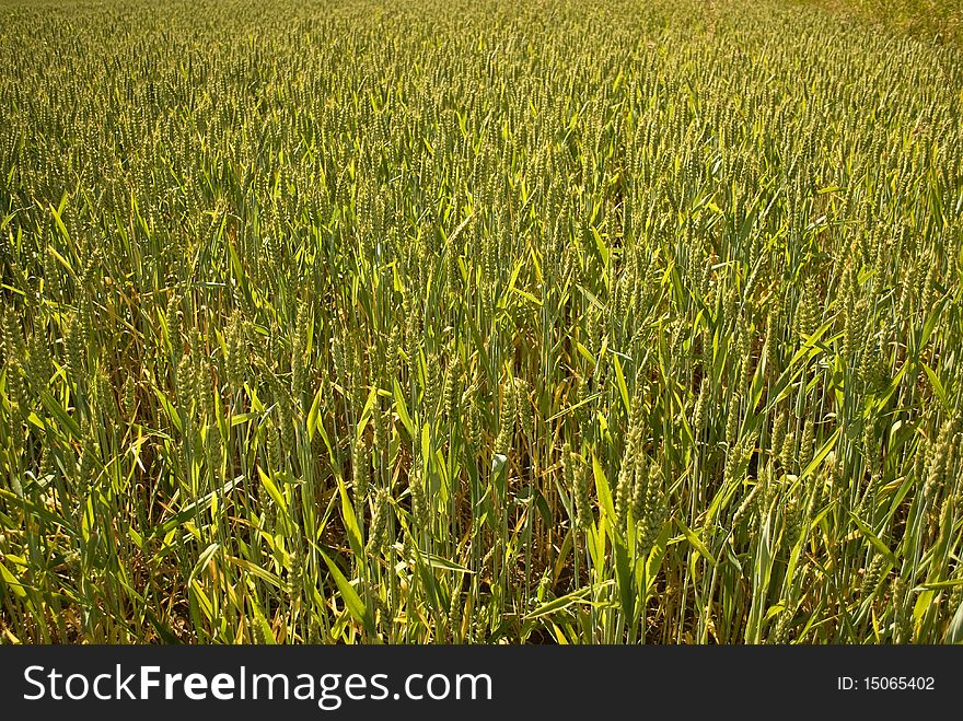 Young wheat not ready to be harvest yet. Young wheat not ready to be harvest yet