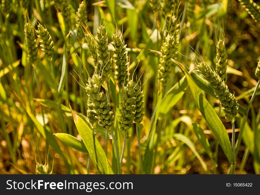 Close up of young wheat not ready to be harvest yet