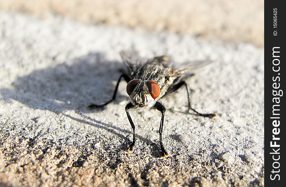 Closeup of a fly on a concrete wall