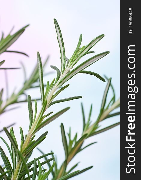 Close up of a branch of rosemary branch. Close up of a branch of rosemary branch